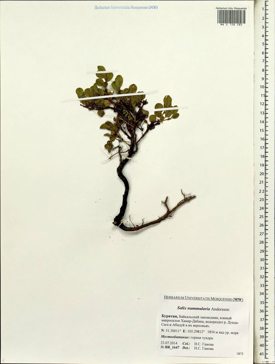 Salix nummularia Anderss., Siberia, Baikal & Transbaikal region (S4) (Russia)