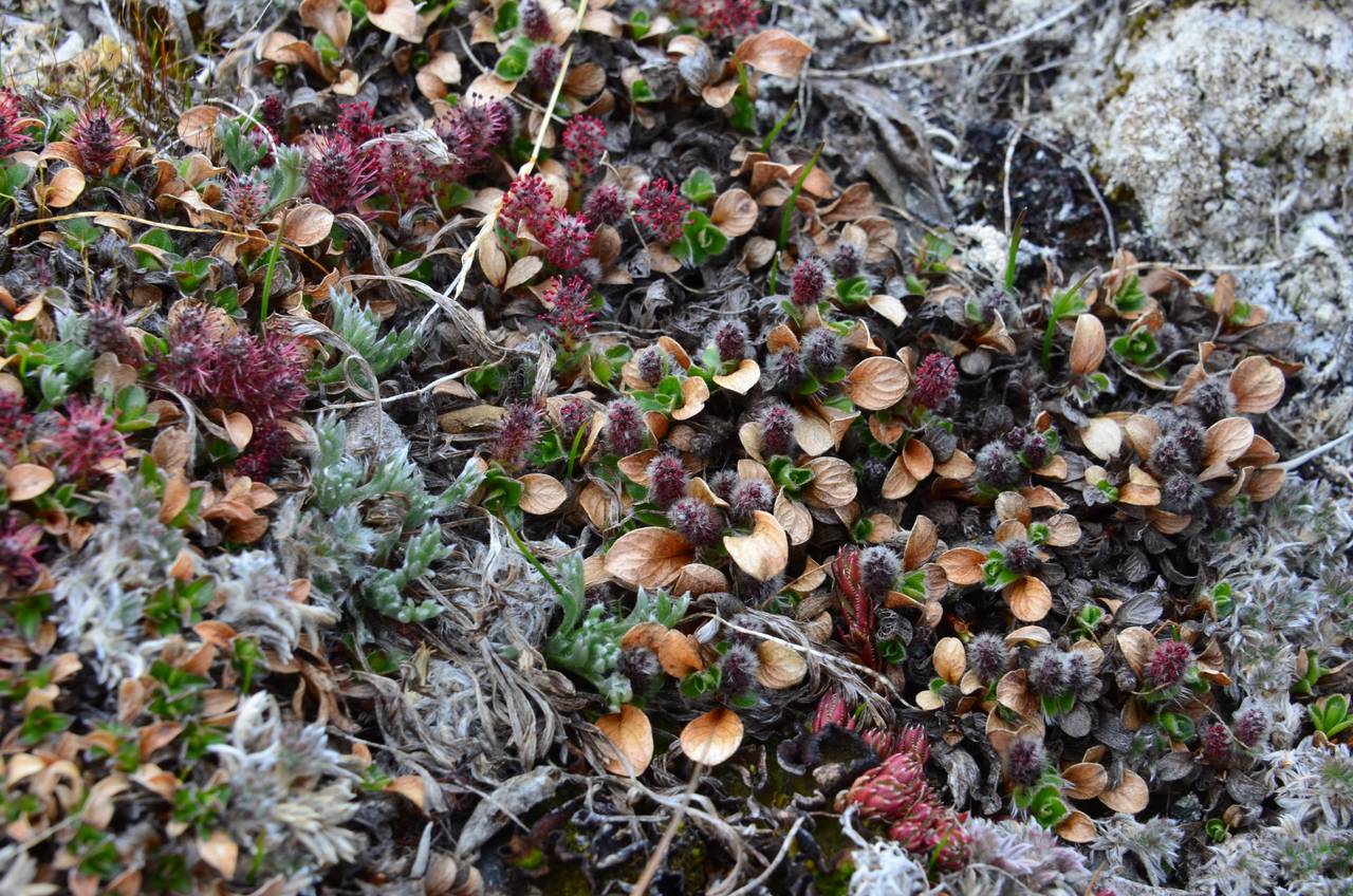 Salix phlebophylla Anderss., Siberia, Chukotka & Kamchatka (S7) (Russia)