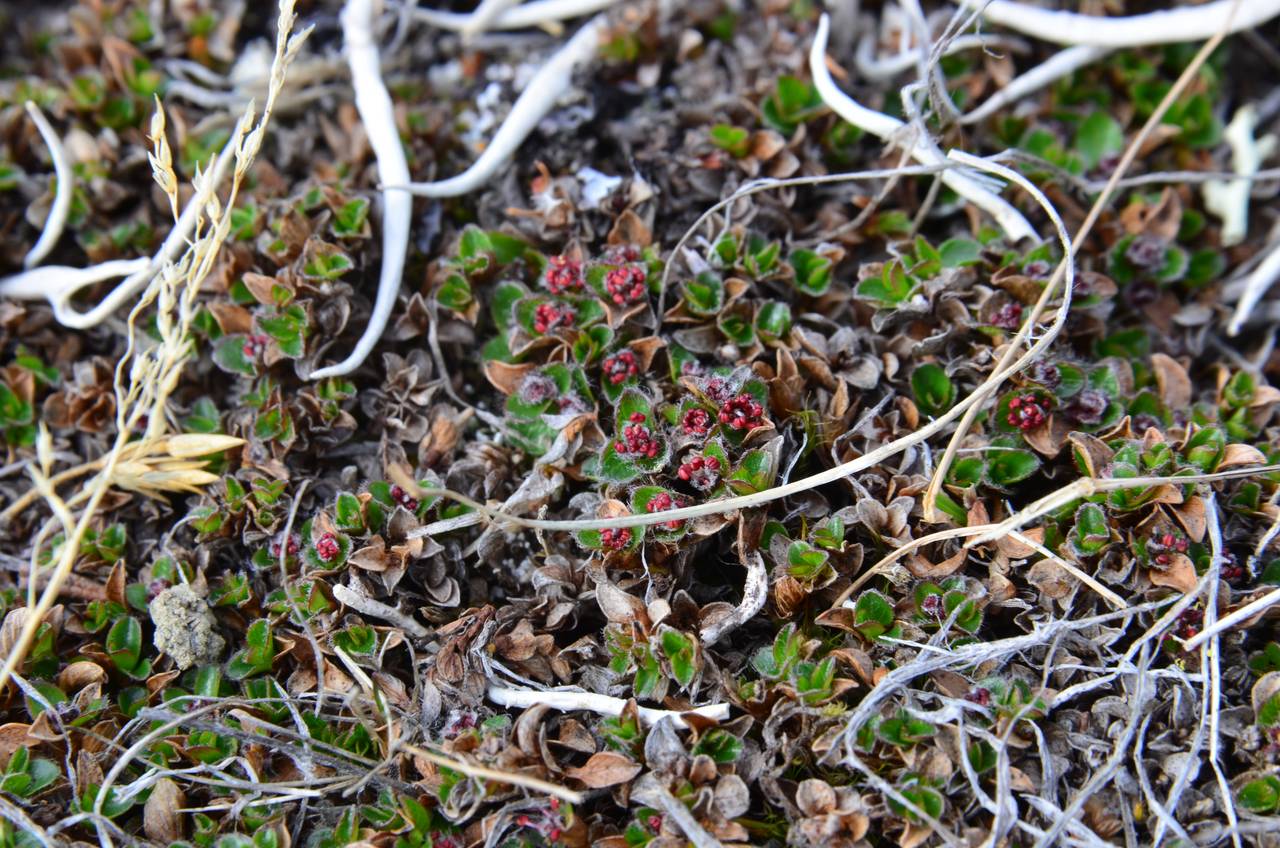 Salix rotundifolia, Siberia, Chukotka & Kamchatka (S7) (Russia)