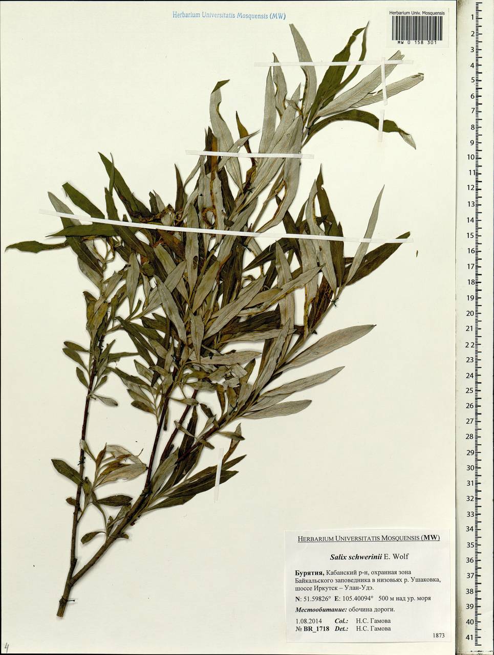 Salix schwerinii E. Wolf, Siberia, Baikal & Transbaikal region (S4) (Russia)