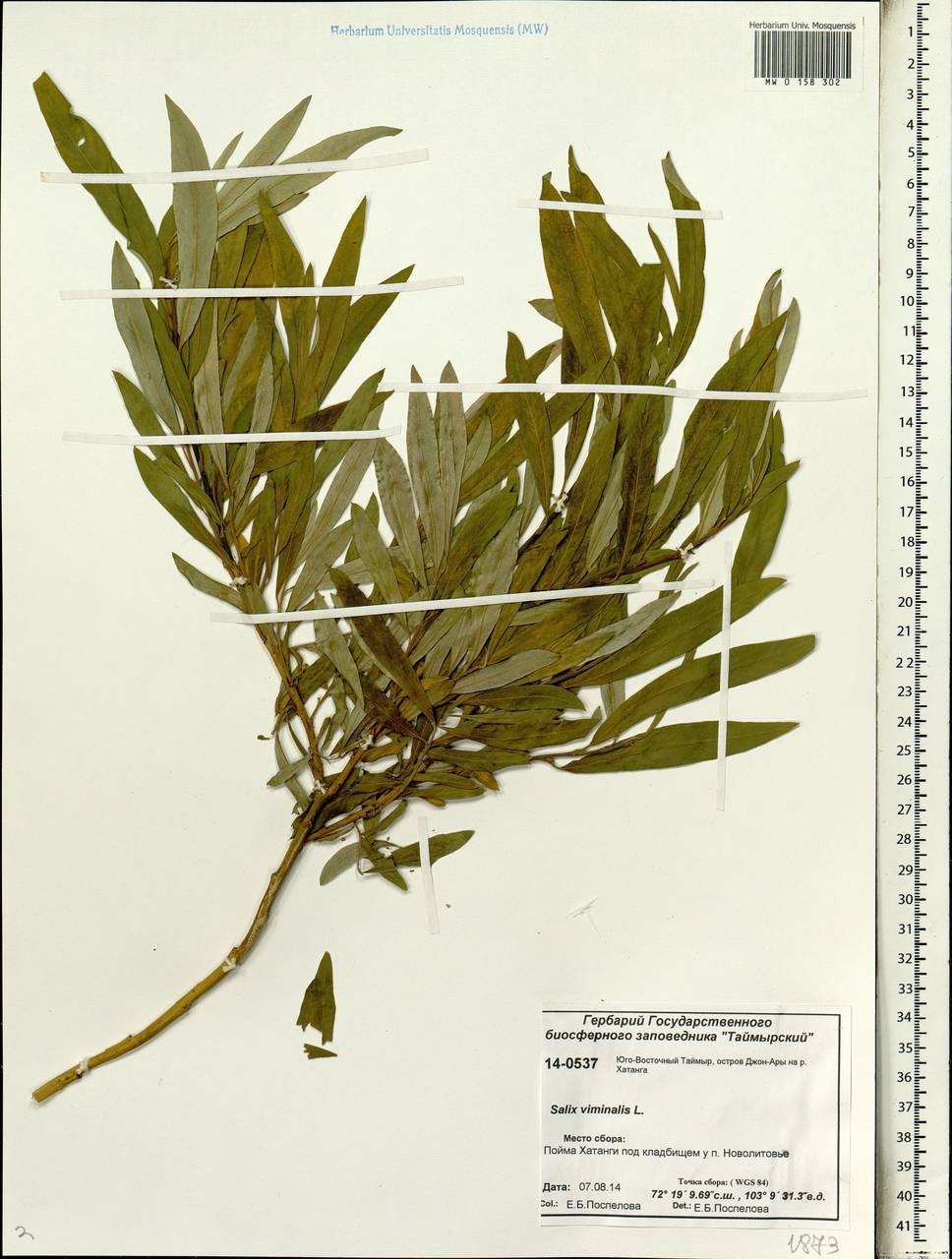 Salix viminalis L., Siberia, Central Siberia (S3) (Russia)