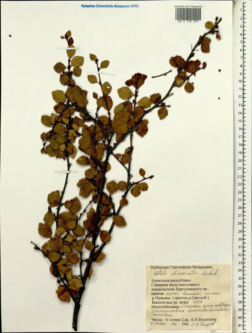 Betula fruticosa Pall., Siberia, Baikal & Transbaikal region (S4) (Russia)