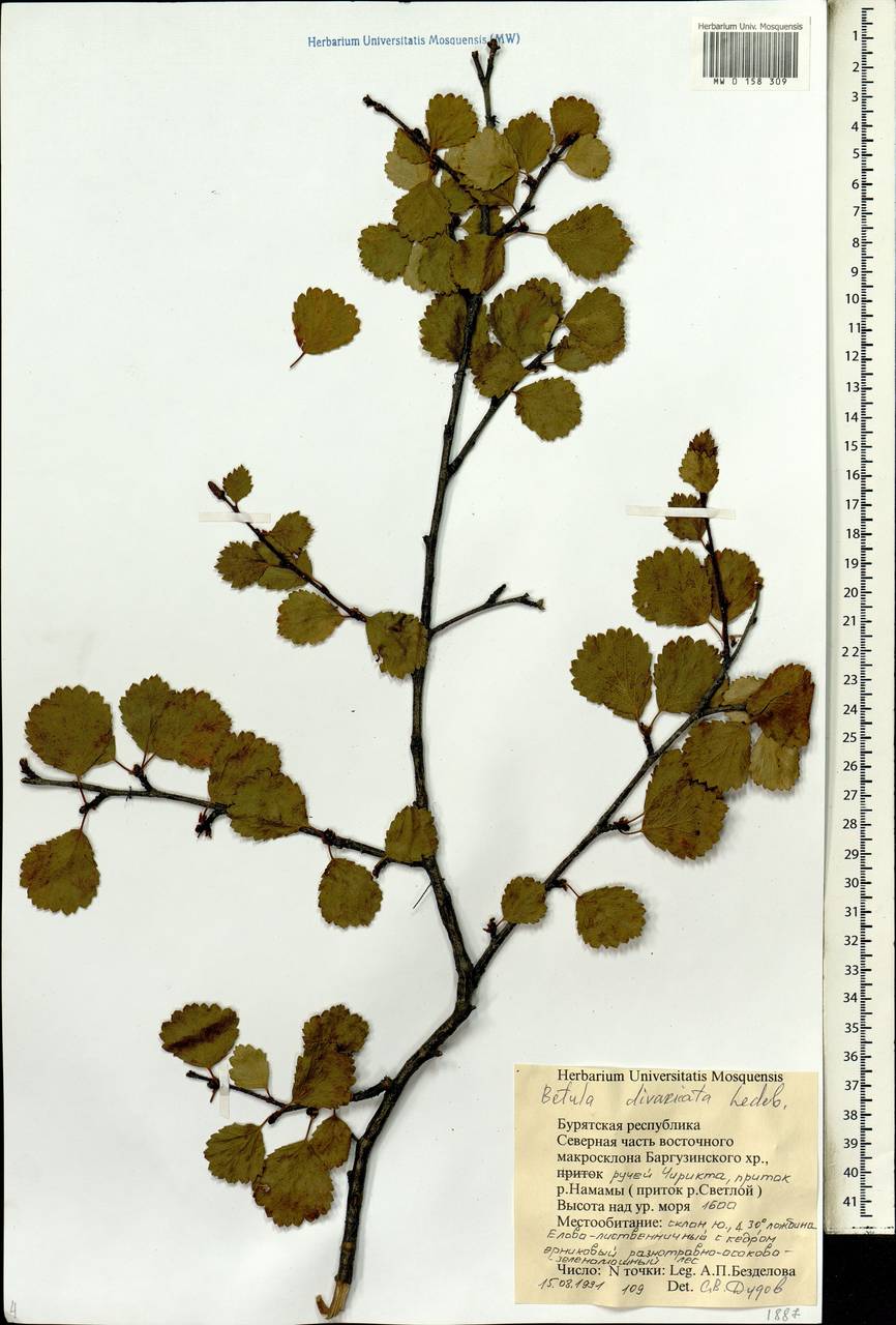 Betula fruticosa Pall., Siberia, Baikal & Transbaikal region (S4) (Russia)