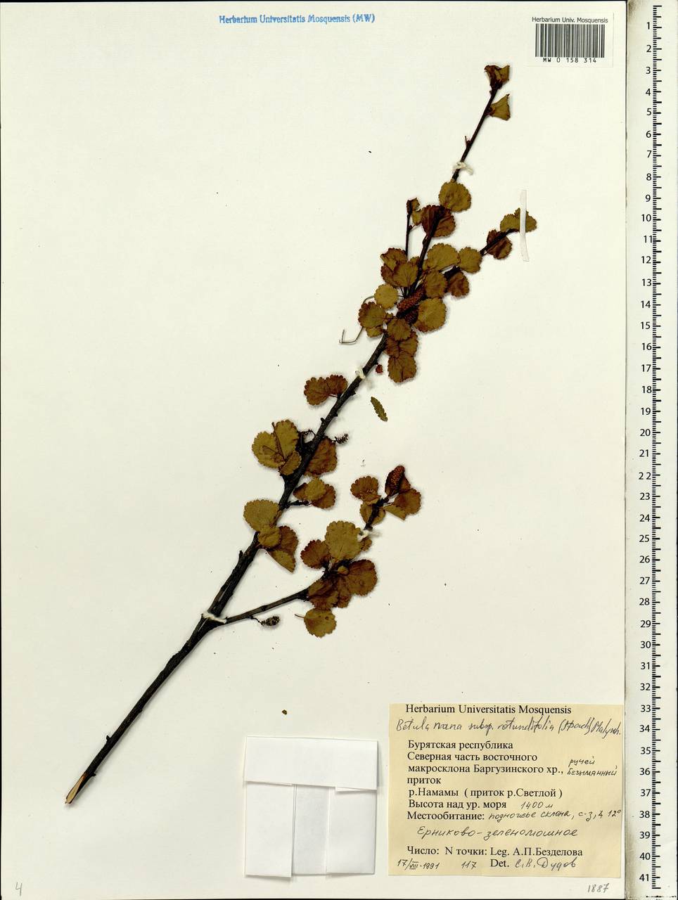 Betula glandulosa Michx., Siberia, Baikal & Transbaikal region (S4) (Russia)