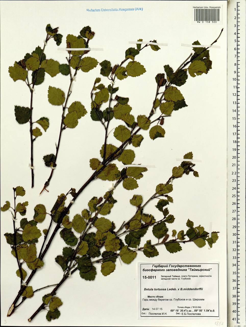 Betula tortuosa × middendorffii, Siberia, Central Siberia (S3) (Russia)
