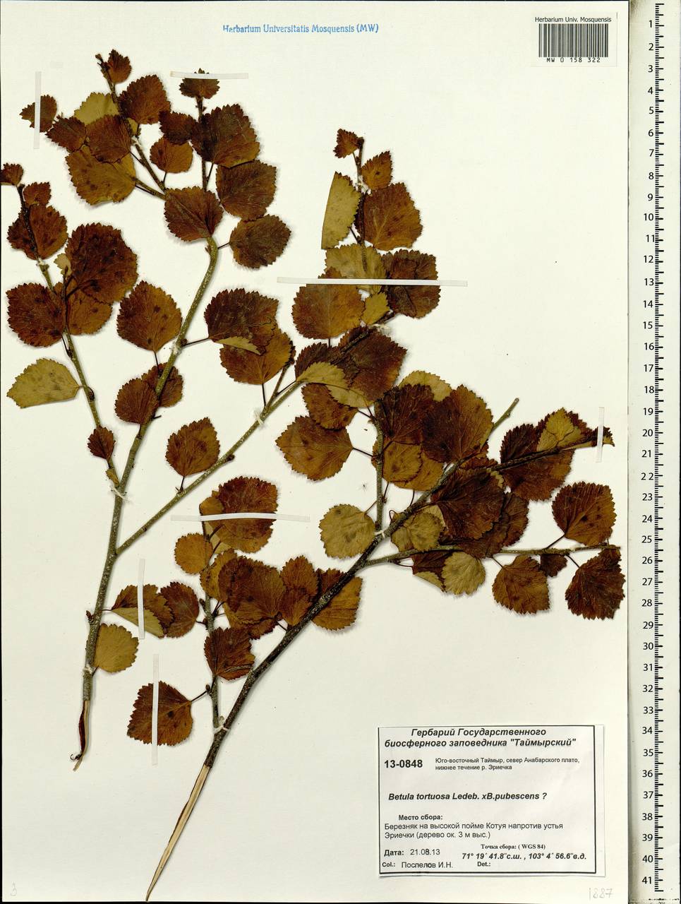 Betula tortuosa × pubescens, Siberia, Central Siberia (S3) (Russia)