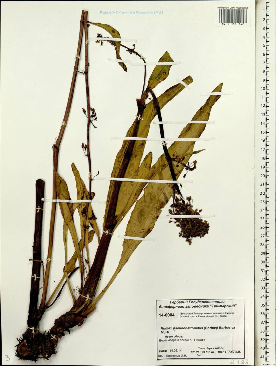 Rumex pseudonatronatus (Borbás) Borbás ex Murb., Siberia, Central Siberia (S3) (Russia)
