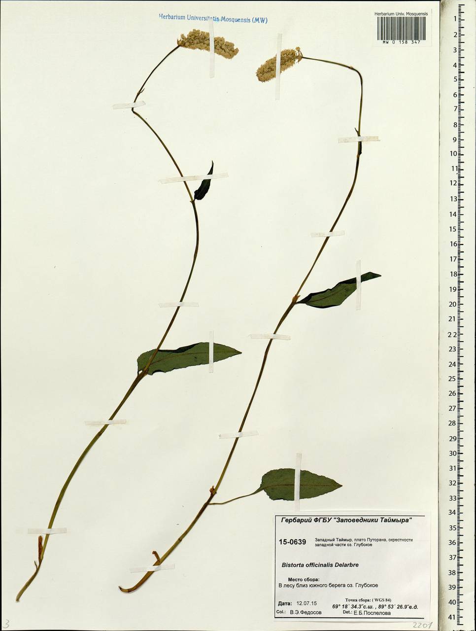 Bistorta officinalis subsp. officinalis, Siberia, Central Siberia (S3) (Russia)