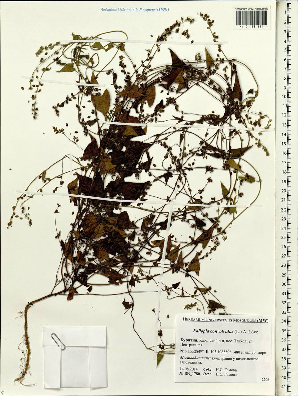 Fallopia convolvulus (L.) Á. Löve, Siberia, Baikal & Transbaikal region (S4) (Russia)