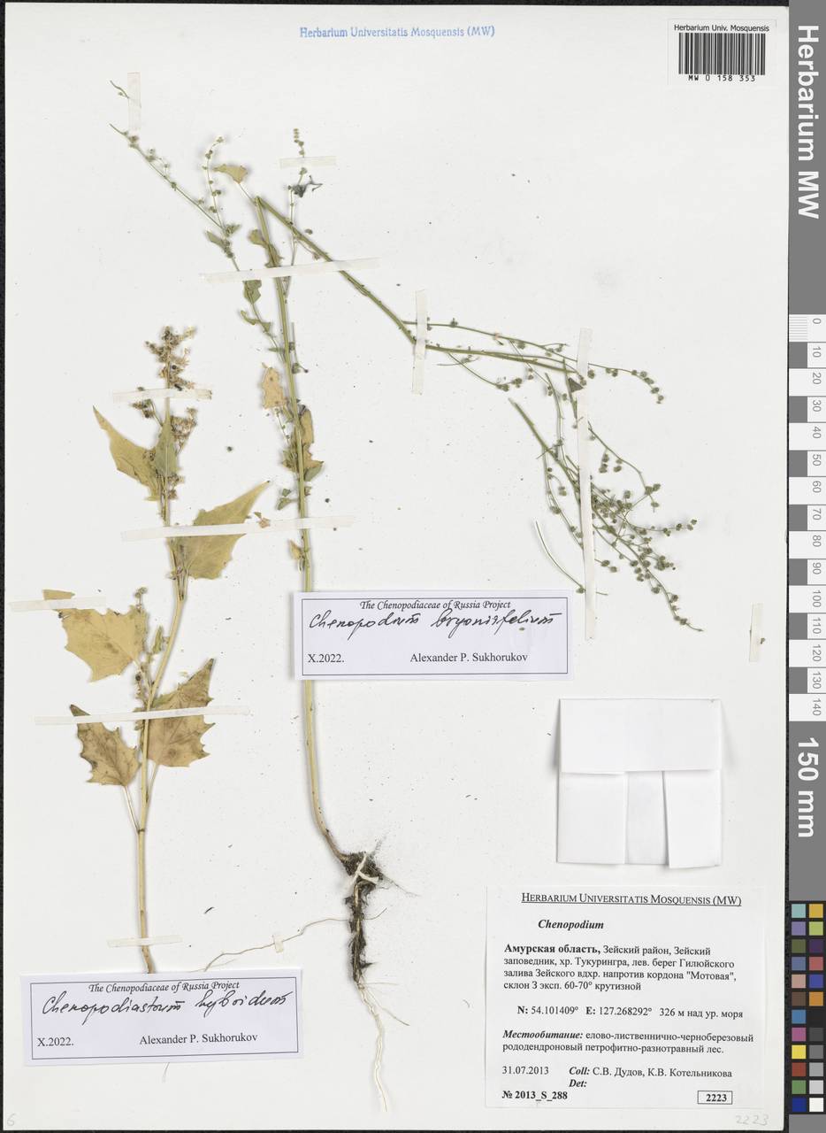 Chenopodium bryoniifolium Bunge, Siberia, Russian Far East (S6) (Russia)