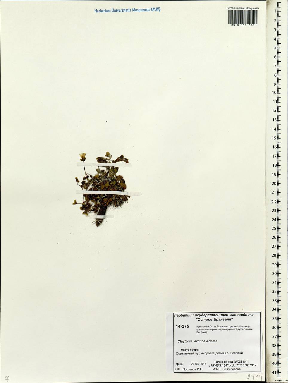 Claytonia arctica Adam, Siberia, Chukotka & Kamchatka (S7) (Russia)