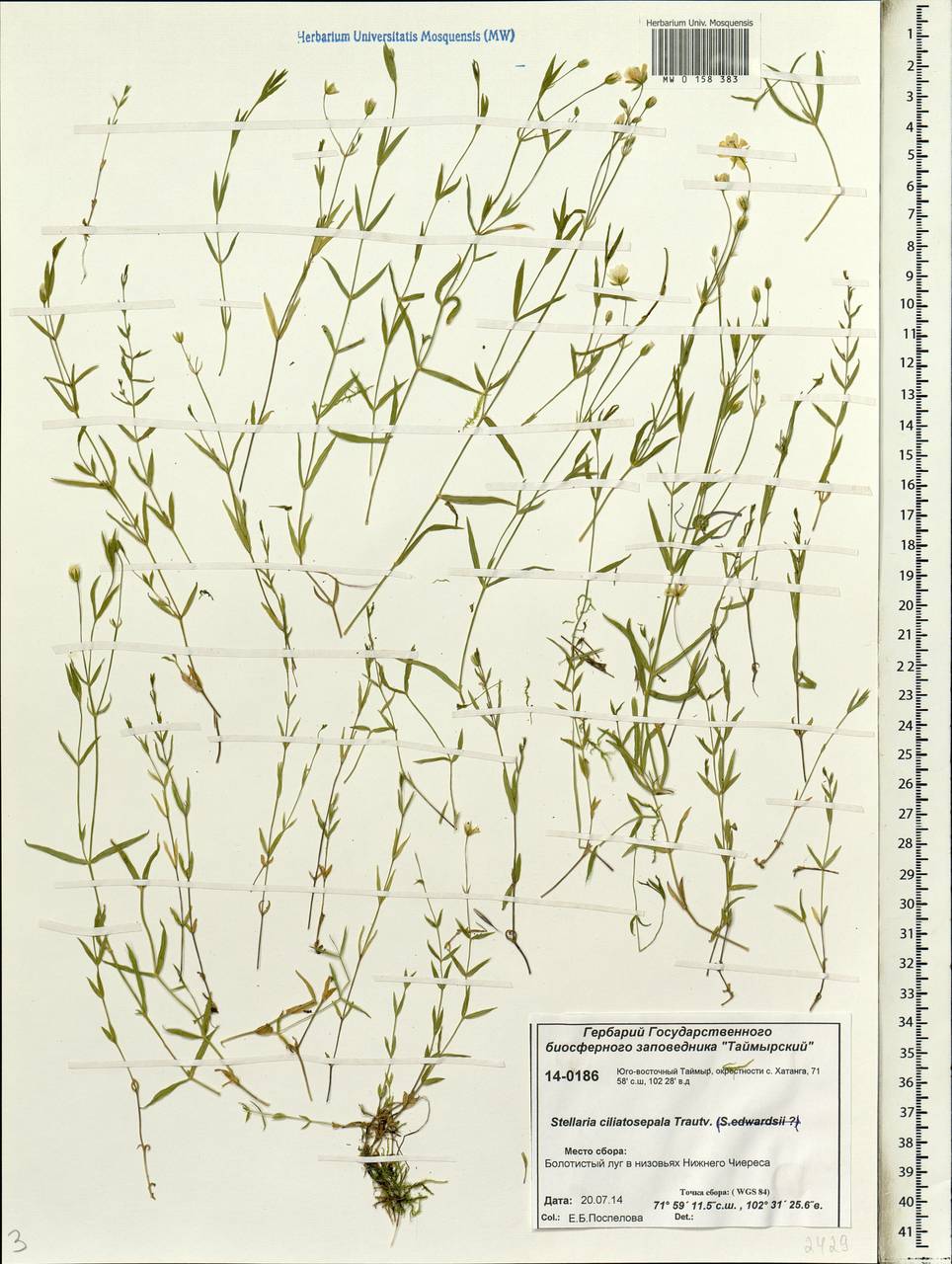 Stellaria longipes subsp. longipes, Siberia, Central Siberia (S3) (Russia)