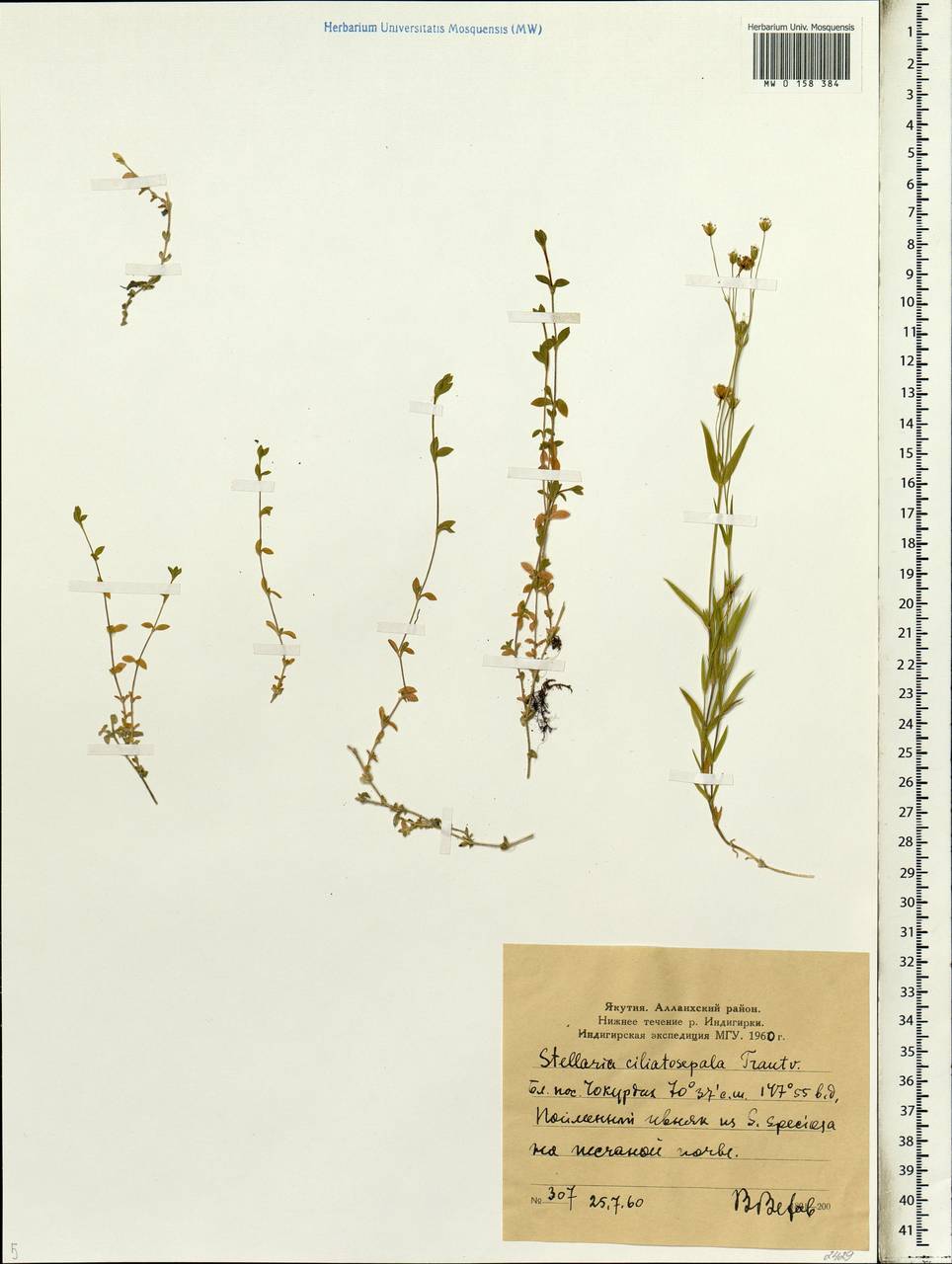 Stellaria longipes subsp. longipes, Siberia, Yakutia (S5) (Russia)