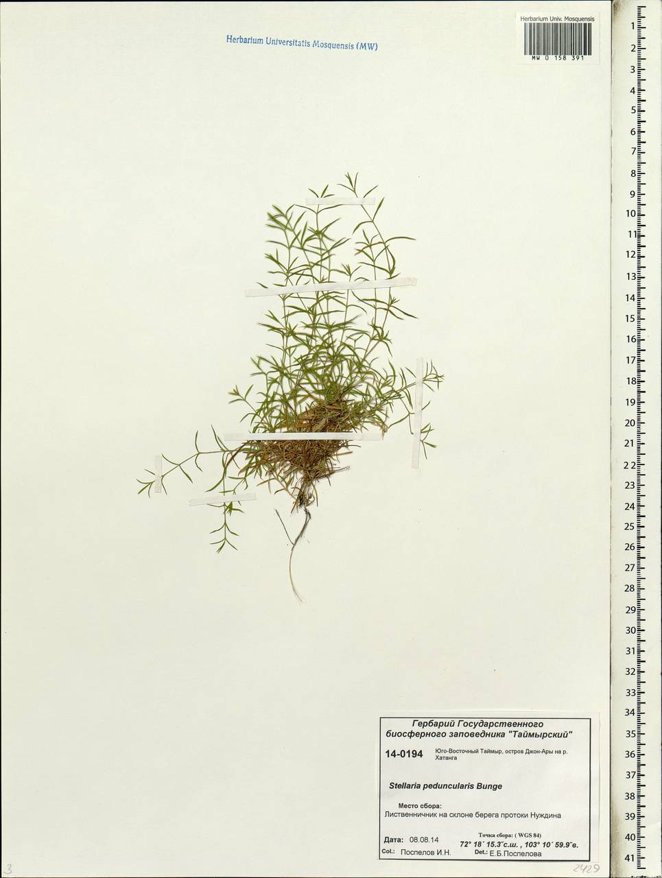 Stellaria peduncularis Bunge, Siberia, Central Siberia (S3) (Russia)