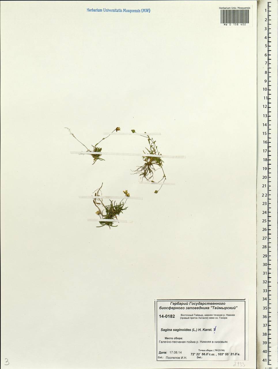 Sagina saginoides (L.) Karst., Siberia, Central Siberia (S3) (Russia)