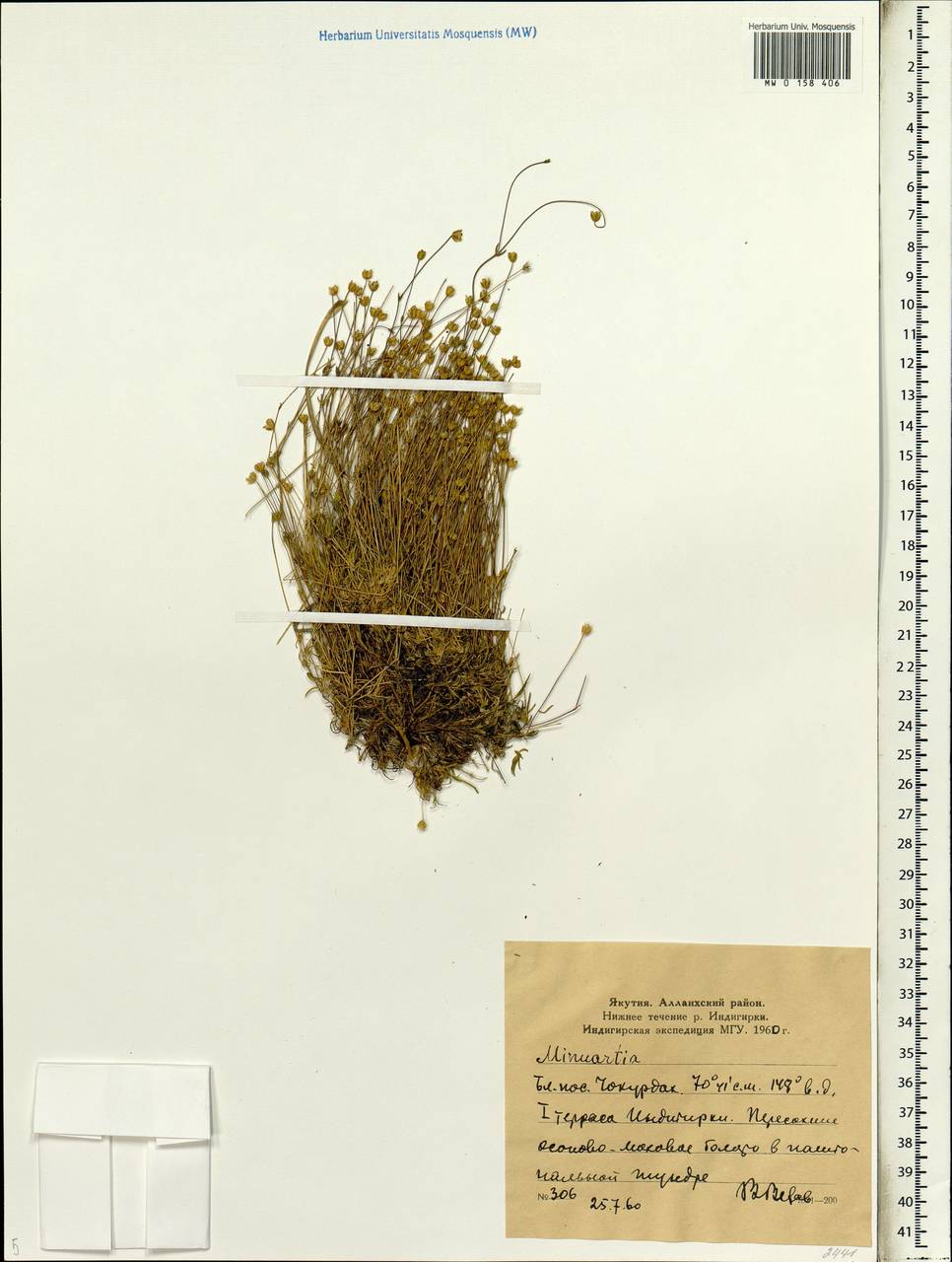 Minuartia, Siberia, Yakutia (S5) (Russia)