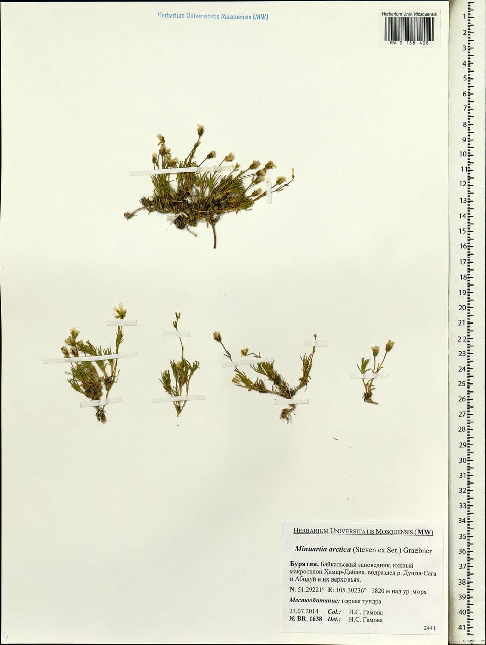 Cherleria arctica (Stev. ex Ser.) comb. ined., Siberia, Baikal & Transbaikal region (S4) (Russia)