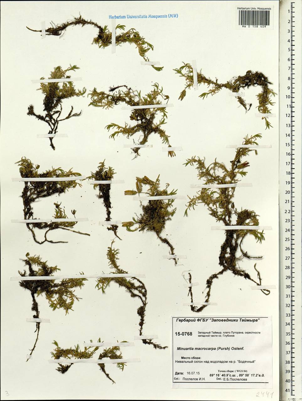 Pseudocherleria macrocarpa (Pursh) Dillenb. & Kadereit, Siberia, Central Siberia (S3) (Russia)