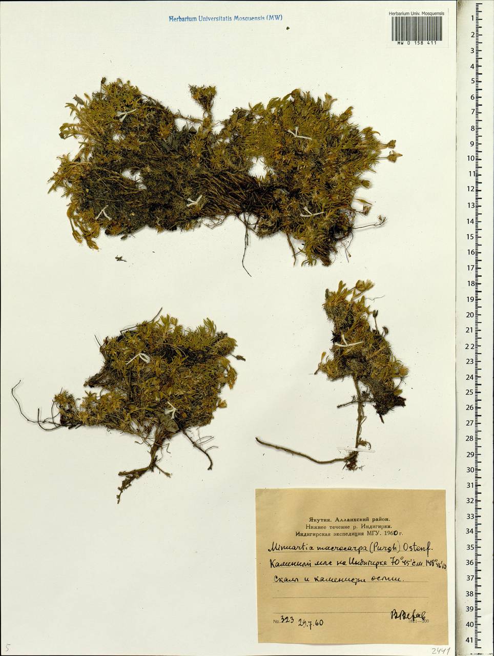 Pseudocherleria macrocarpa (Pursh) Dillenb. & Kadereit, Siberia, Yakutia (S5) (Russia)