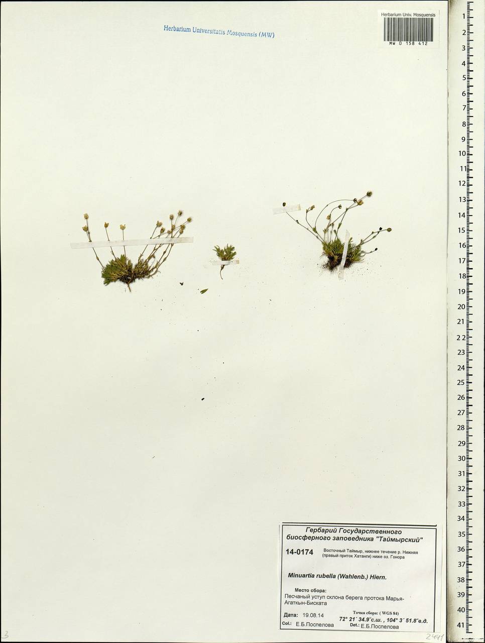 Sabulina rubella (Wahlenb.) Dillenb. & Kadereit, Siberia, Central Siberia (S3) (Russia)