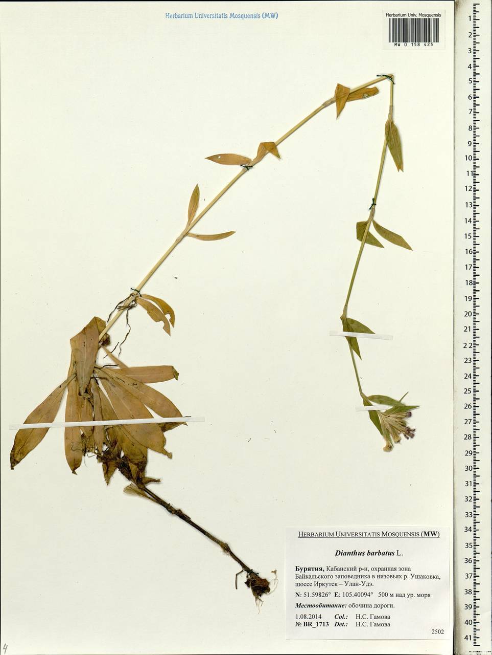 Dianthus barbatus, Siberia, Baikal & Transbaikal region (S4) (Russia)