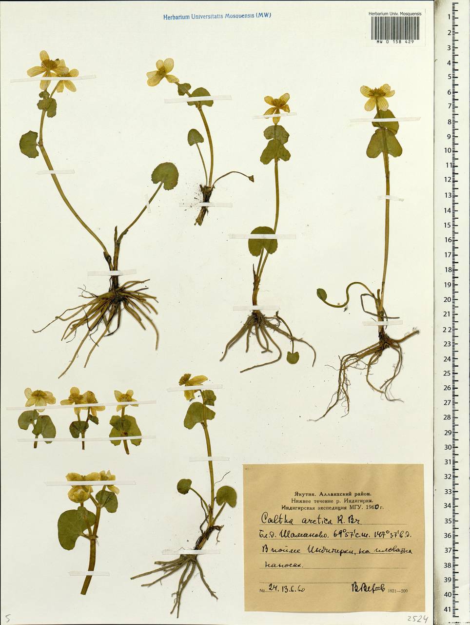 Caltha palustris var. radicans (T. F. Forst.) Beck, Siberia, Yakutia (S5) (Russia)