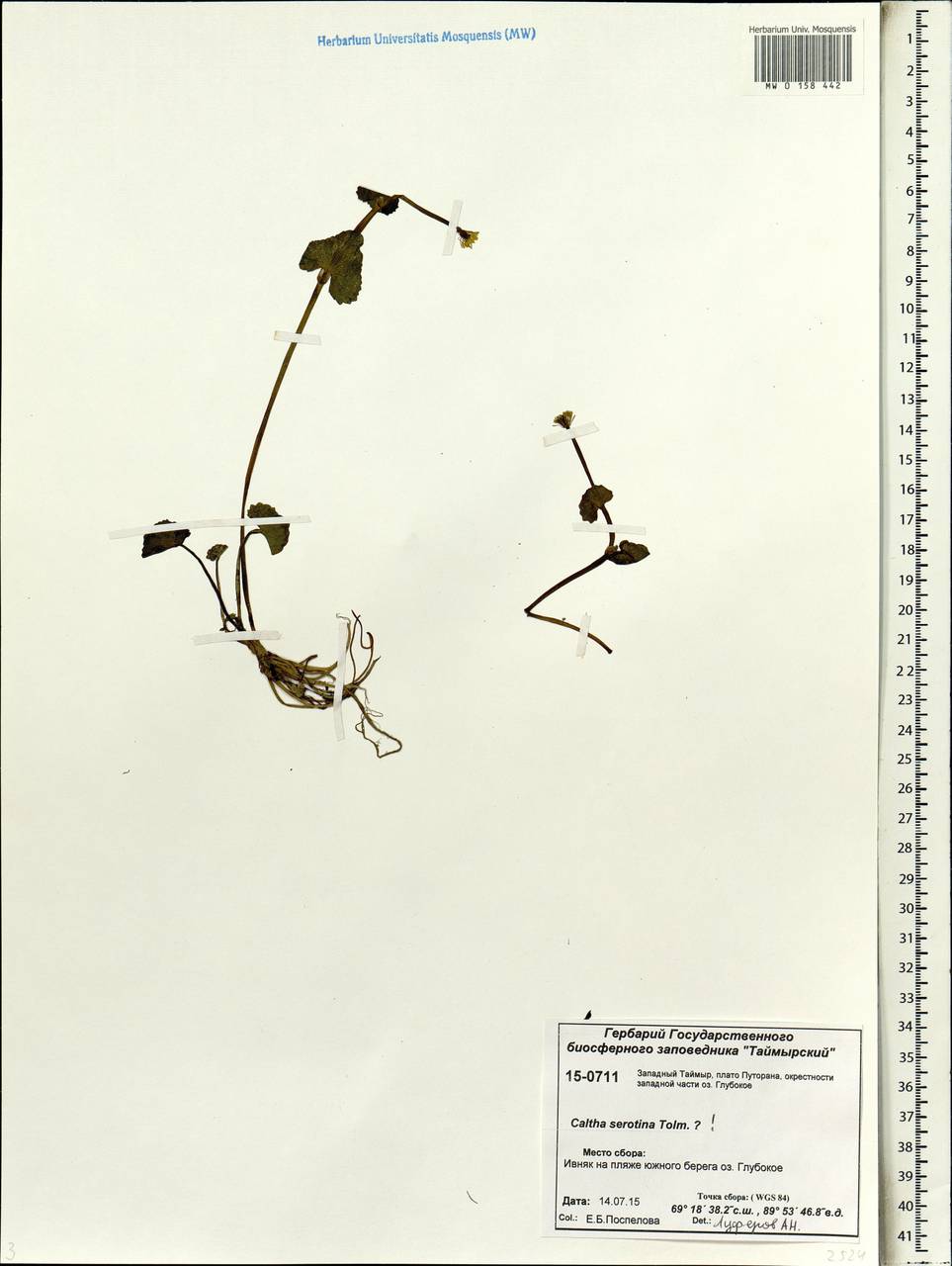 Caltha palustris, Siberia, Central Siberia (S3) (Russia)