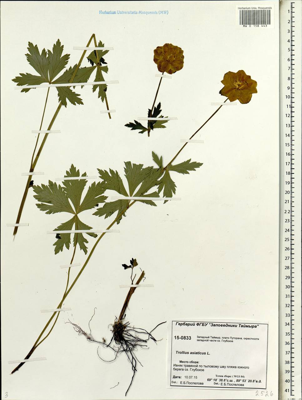 Trollius asiaticus L., Siberia, Central Siberia (S3) (Russia)