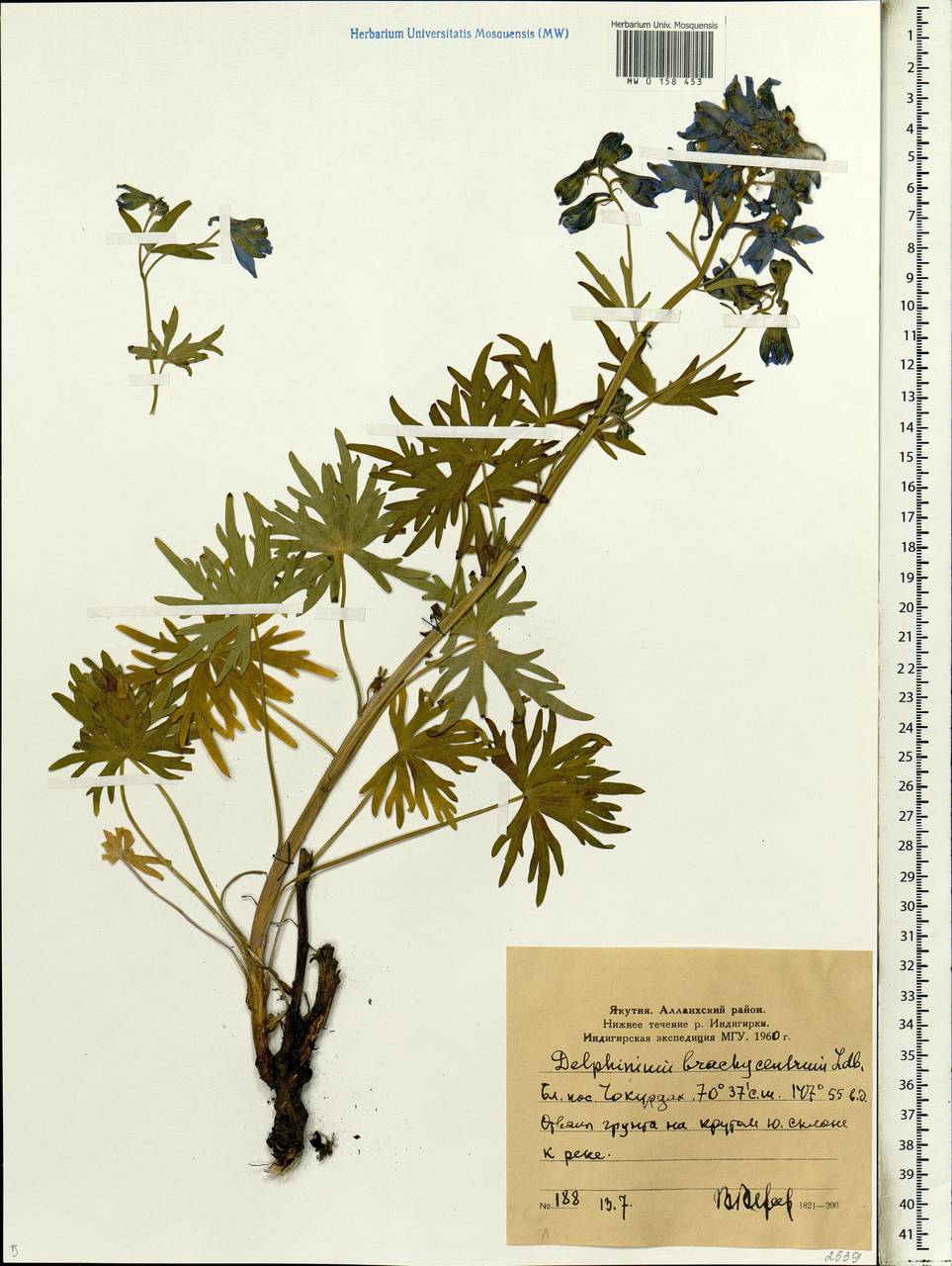 Delphinium brachycentrum Ledeb., Siberia, Yakutia (S5) (Russia)
