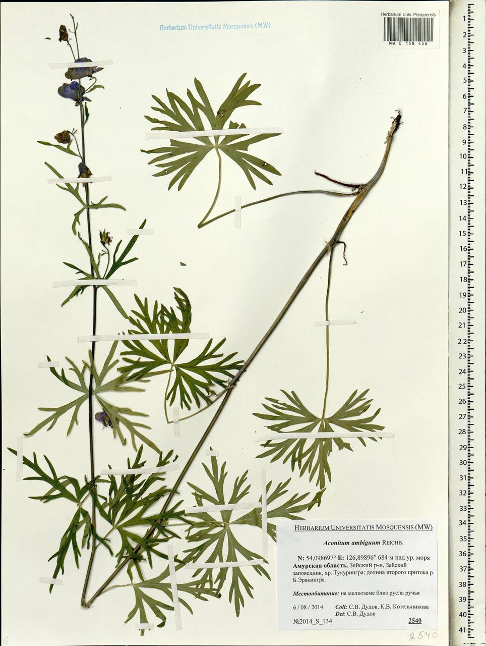 Aconitum ambiguum Rchb., Siberia, Russian Far East (S6) (Russia)