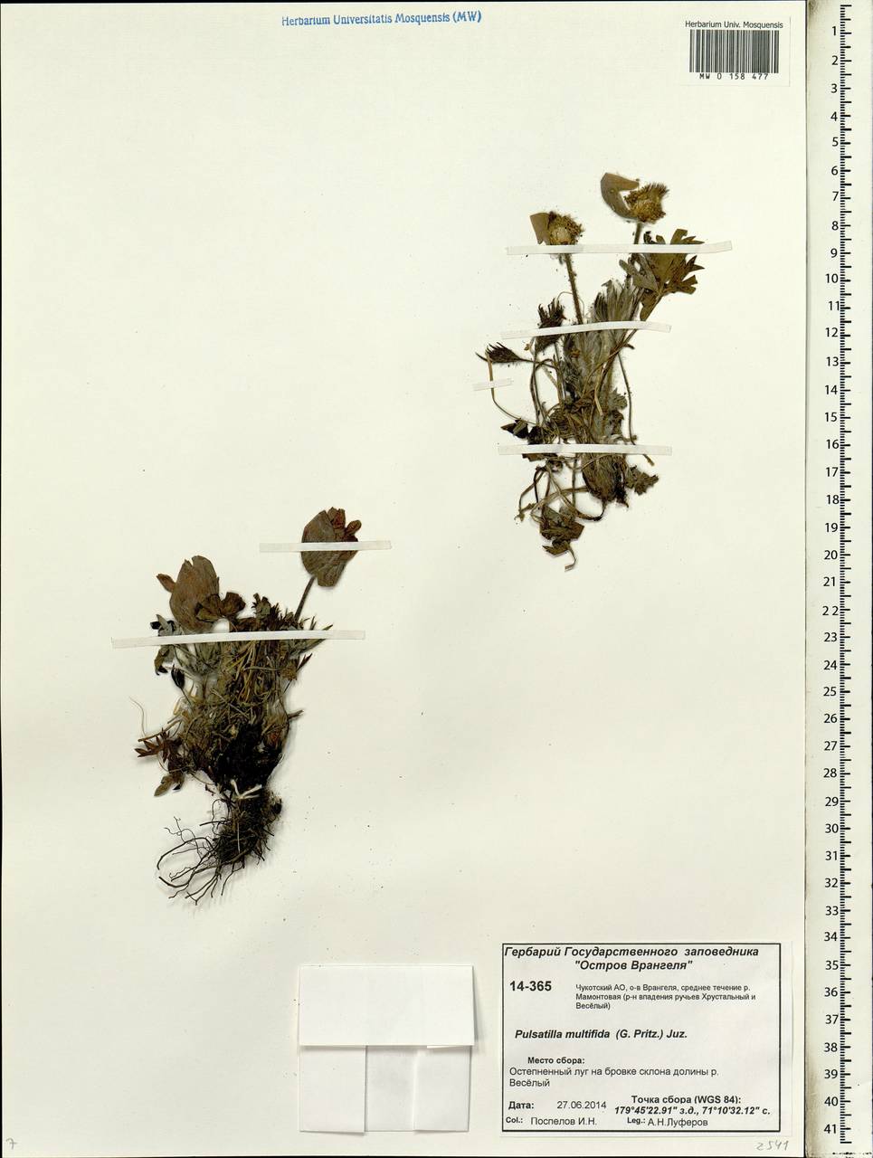 Pulsatilla patens subsp. multifida (Pritz.) Zämelis, Siberia, Chukotka & Kamchatka (S7) (Russia)