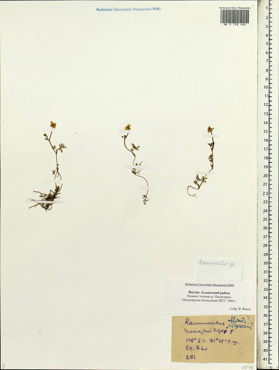 Ranunculus, Siberia, Yakutia (S5) (Russia)