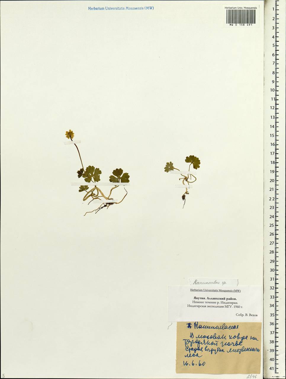 Ranunculus, Siberia, Yakutia (S5) (Russia)