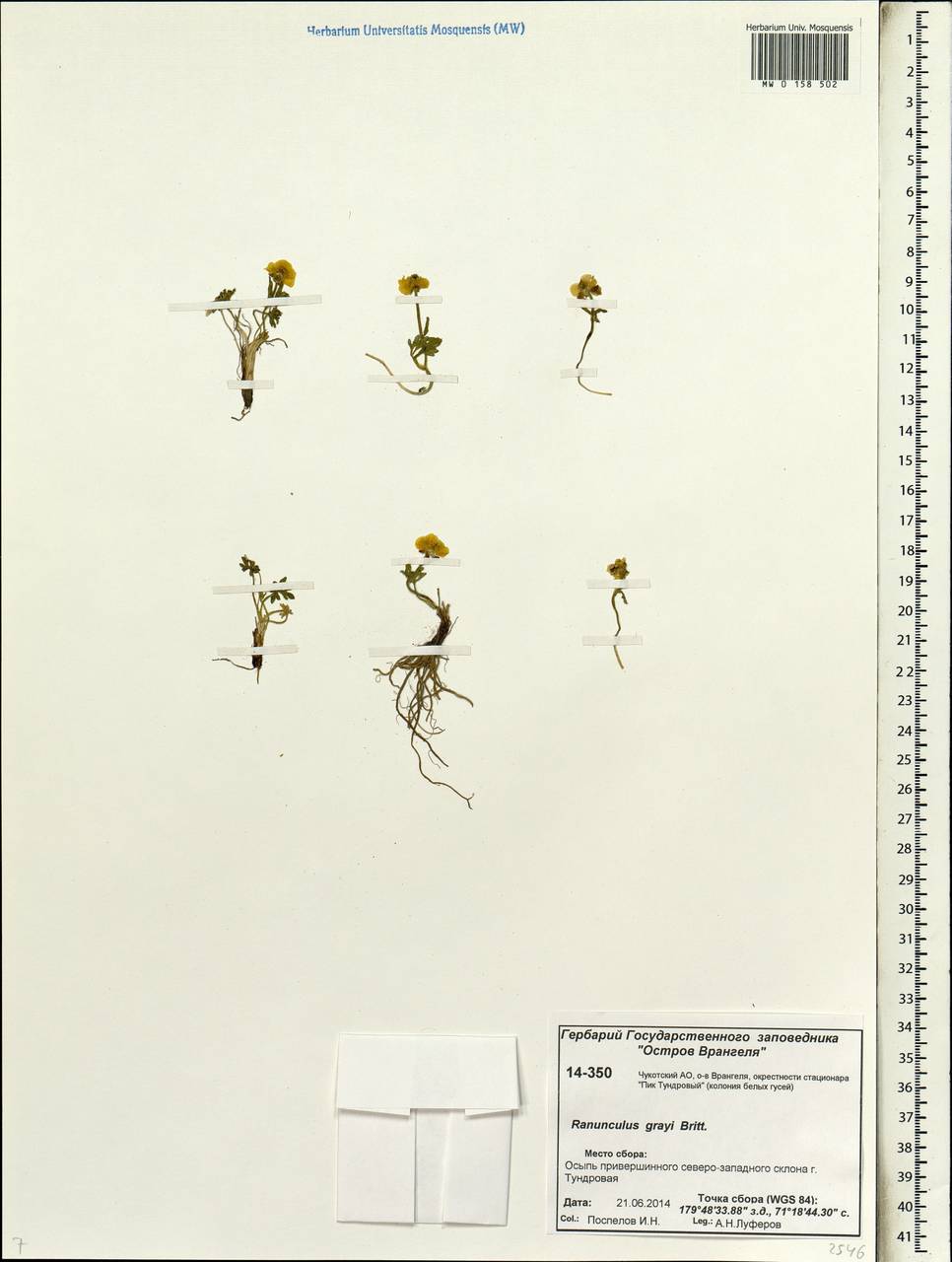 Ranunculus karelinii Czerep., Siberia, Chukotka & Kamchatka (S7) (Russia)