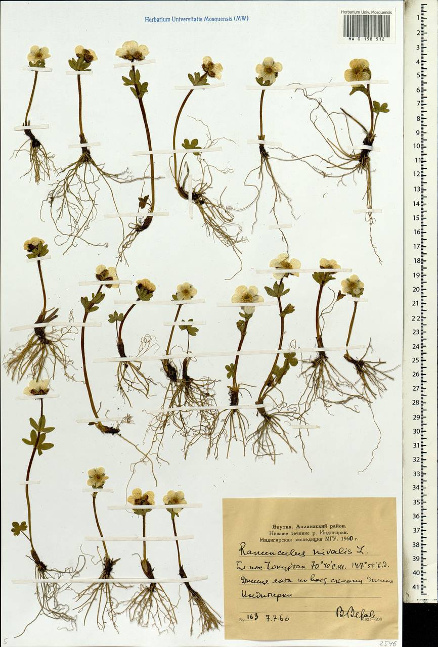 Ranunculus nivalis L., Siberia, Yakutia (S5) (Russia)