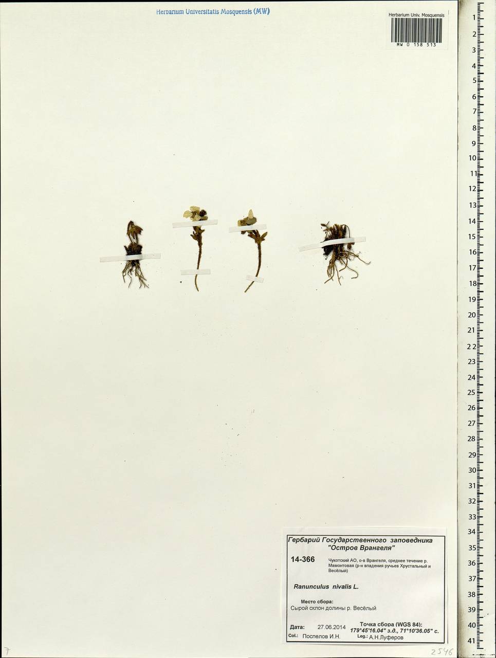 Ranunculus nivalis L., Siberia, Chukotka & Kamchatka (S7) (Russia)