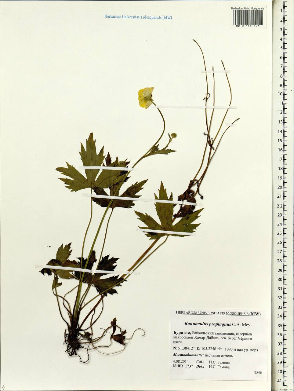 Ranunculus propinquus, Siberia, Baikal & Transbaikal region (S4) (Russia)