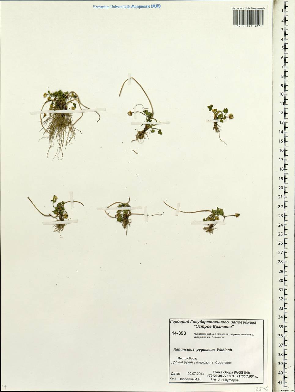 Ranunculus pygmaeus Wahlenb., Siberia, Chukotka & Kamchatka (S7) (Russia)