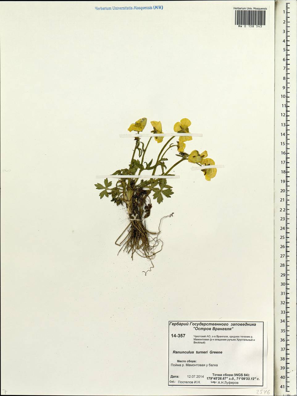 Ranunculus turneri Greene, Siberia, Chukotka & Kamchatka (S7) (Russia)