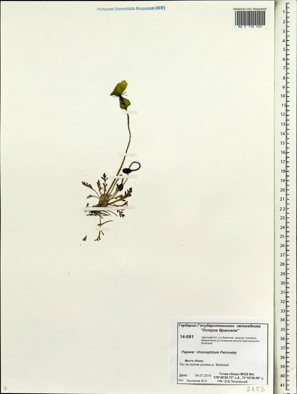 Papaver chionophilum V. V. Petrovsky, Siberia, Chukotka & Kamchatka (S7) (Russia)