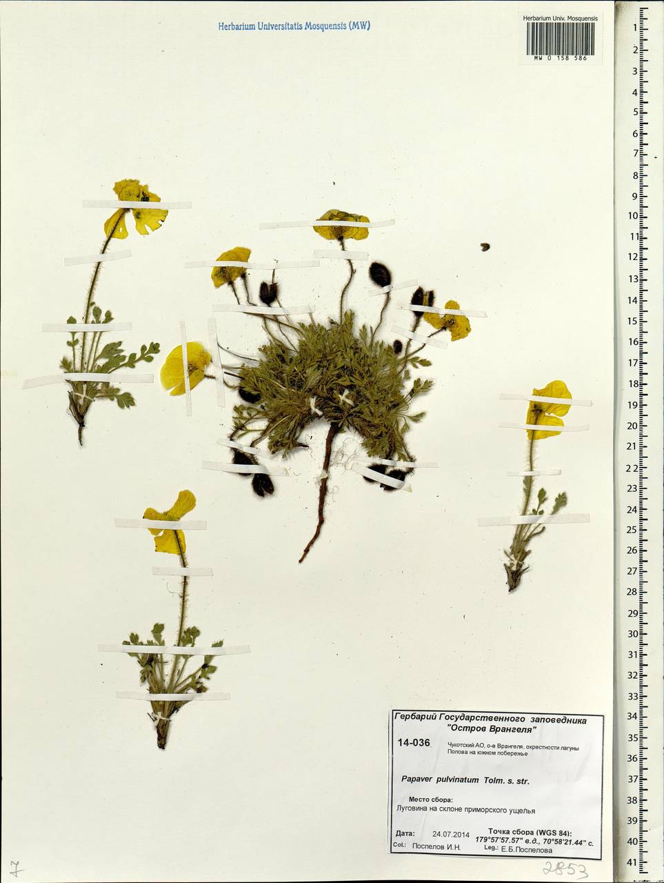 Oreomecon pulvinata subsp. pulvinata, Siberia, Chukotka & Kamchatka (S7) (Russia)