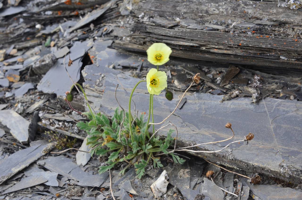 Oreomecon pulvinata (Tolm.) Krivenko, Siberia, Chukotka & Kamchatka (S7) (Russia)