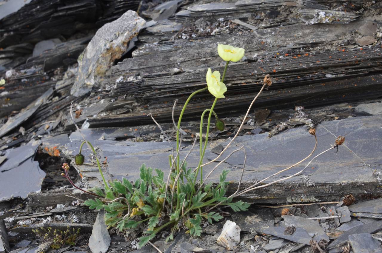 Oreomecon pulvinata (Tolm.) Krivenko, Siberia, Chukotka & Kamchatka (S7) (Russia)