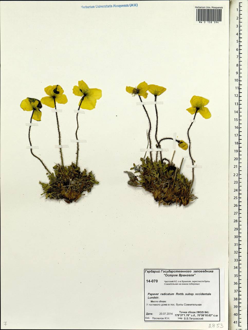 Oreomecon radicatum subsp. radicatum, Siberia, Chukotka & Kamchatka (S7) (Russia)