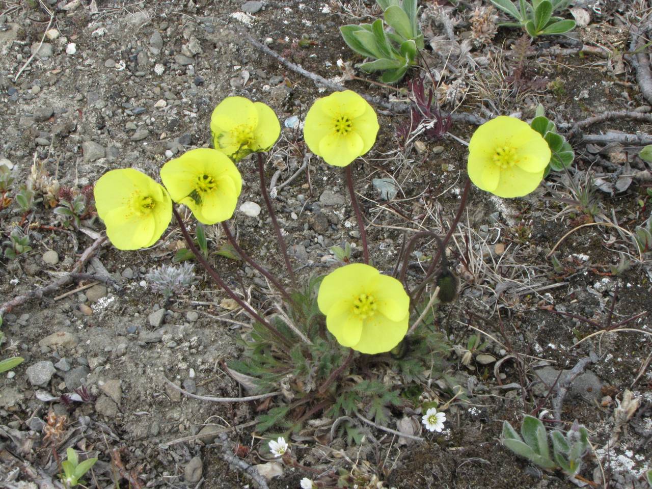 Oreomecon radicatum subsp. radicatum, Siberia, Chukotka & Kamchatka (S7) (Russia)