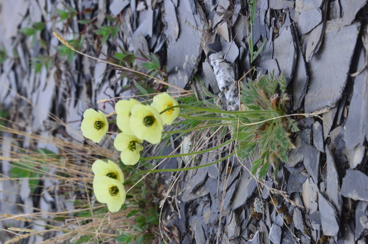 Oreomecon radicatum subsp. radicatum, Siberia, Chukotka & Kamchatka (S7) (Russia)