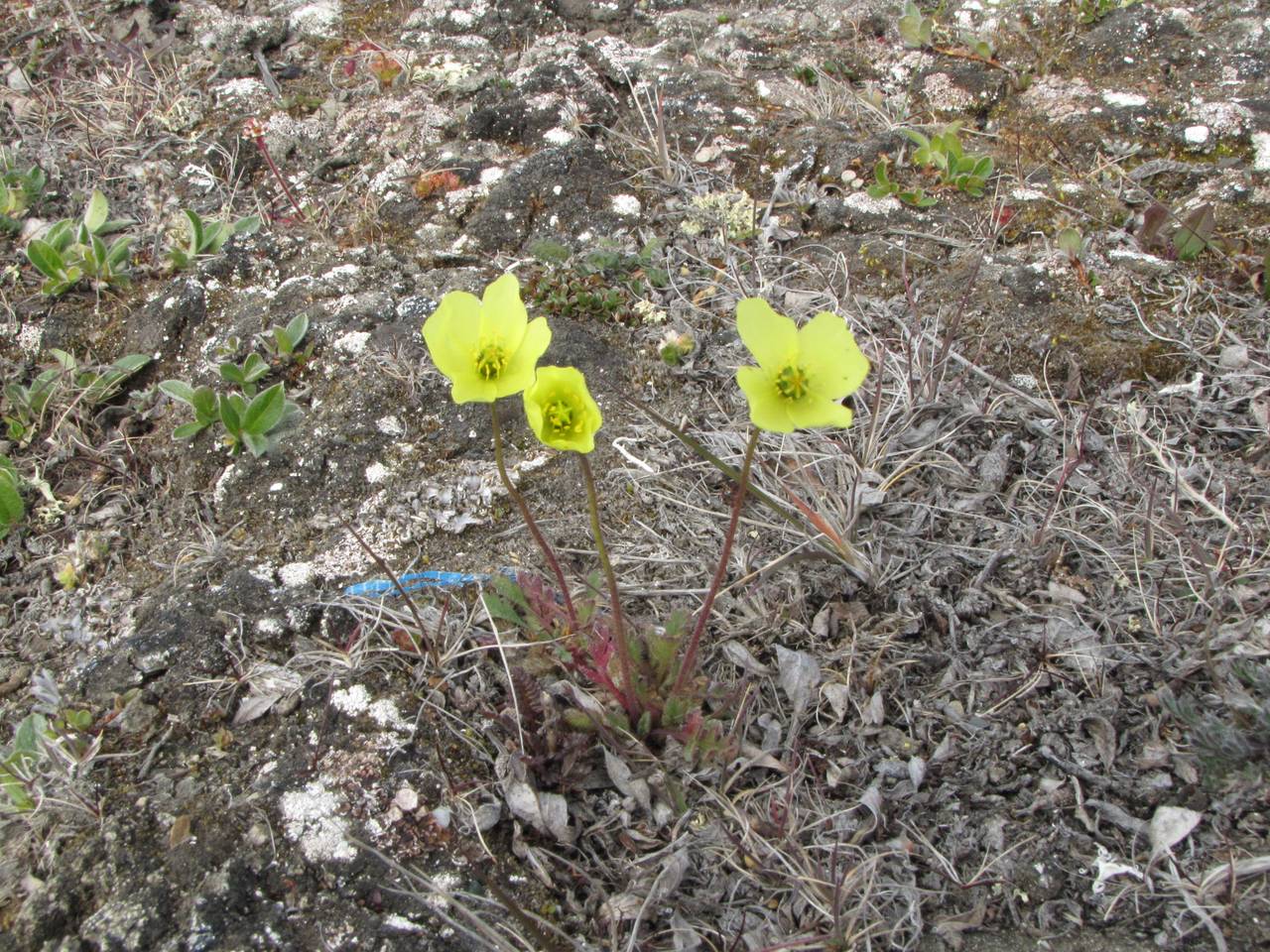 Papaver schamurinii V. V. Petrovsky, Siberia, Chukotka & Kamchatka (S7) (Russia)