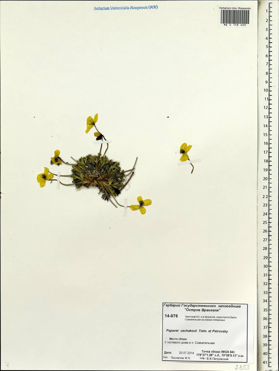 Papaver radicatum subsp. polare Tolm., Siberia, Chukotka & Kamchatka (S7) (Russia)