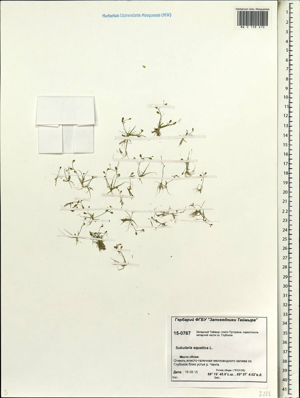 Subularia aquatica L., Siberia, Central Siberia (S3) (Russia)