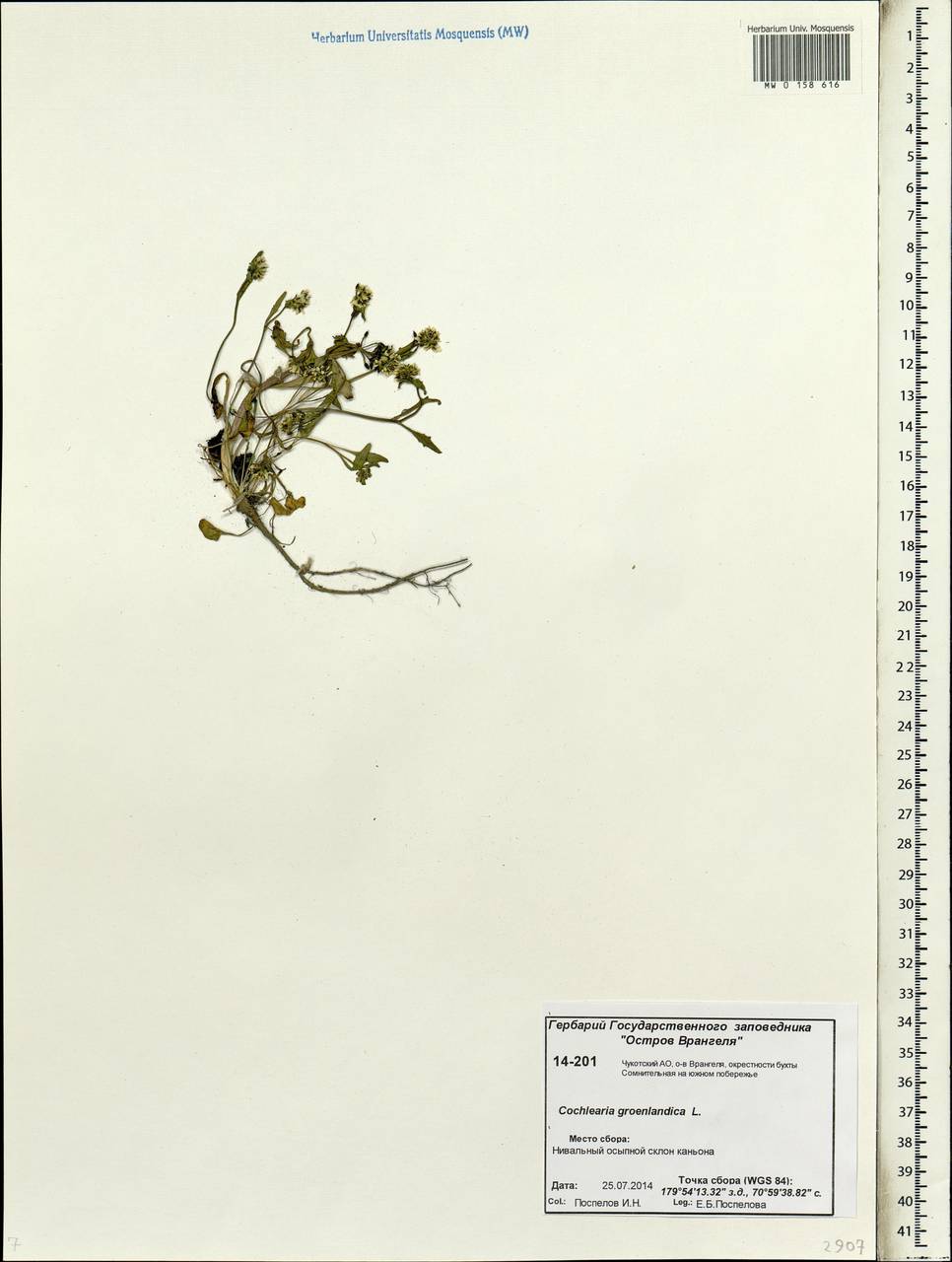 Cochlearia groenlandica L., Siberia, Chukotka & Kamchatka (S7) (Russia)